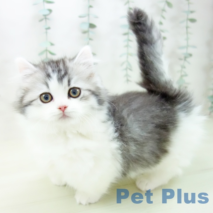 ミヌエットの写真2