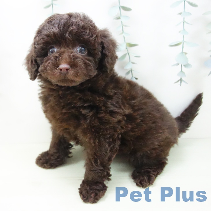 トイ・プードル