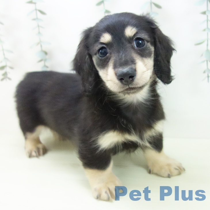 ミニチュア・ダックスフンド