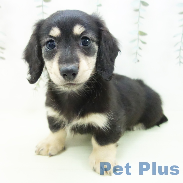 ミニチュア・ダックスフンド