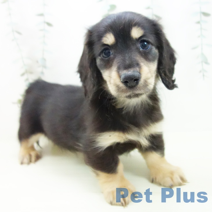 ミニチュア・ダックスフンド