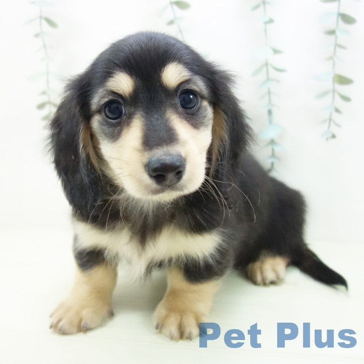 ミニチュア・ダックスフンド