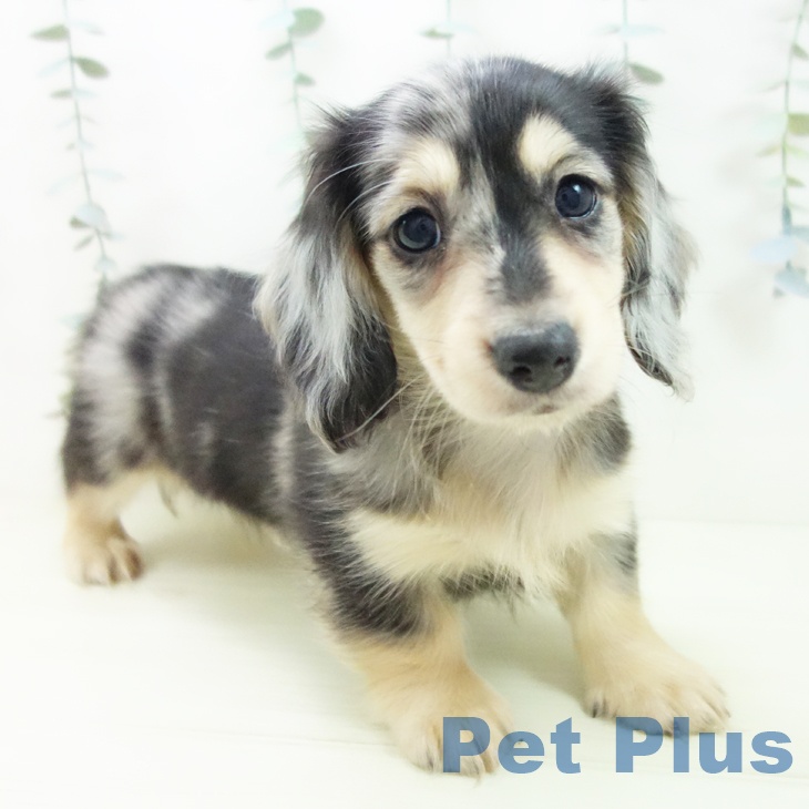 ミニチュア・ダックスフンド