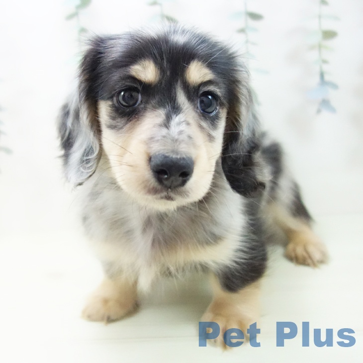 ミニチュア・ダックスフンド