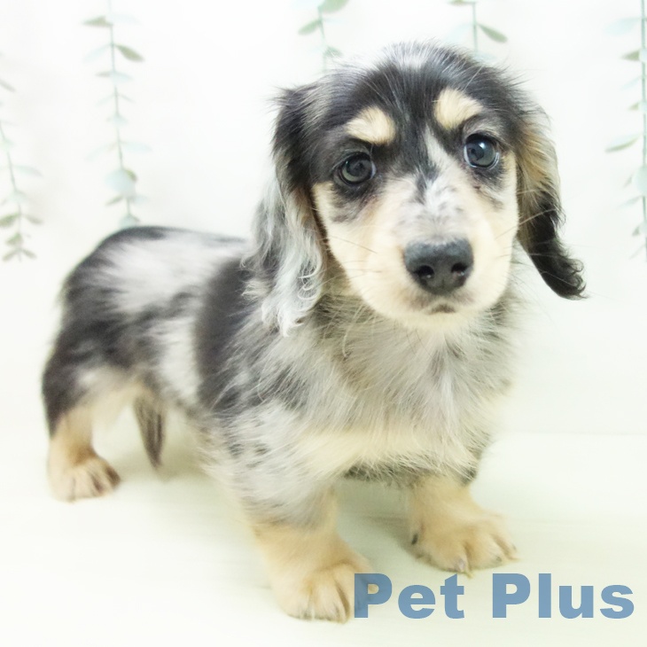 三重県のミニチュアダックスフンド(ロング) (ペットプラス 鈴鹿店/2025年12月18日生まれ/男の子/シルバーダップル)の子犬の2枚目の画像