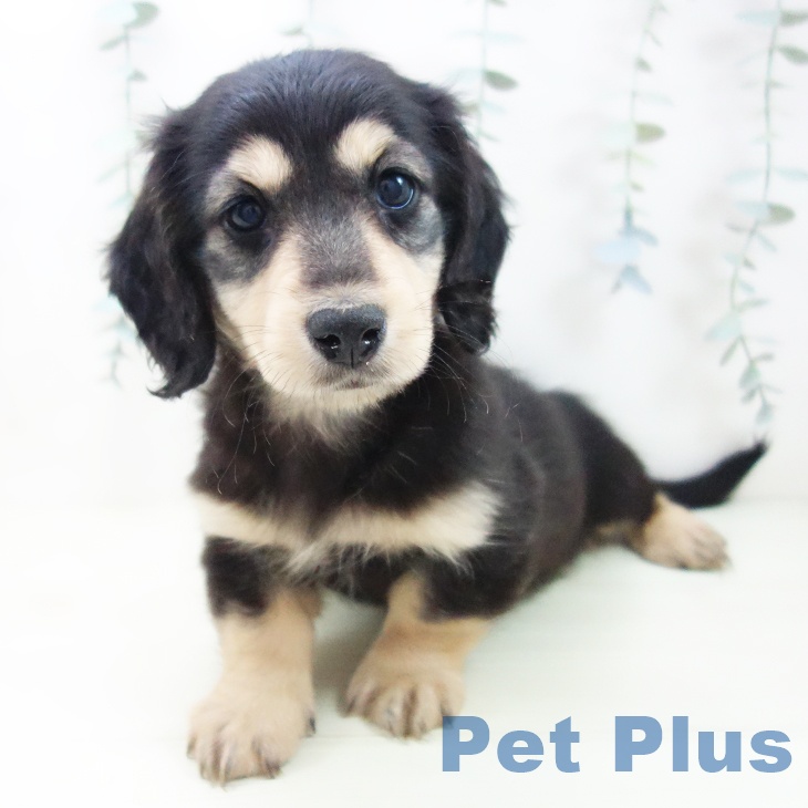 愛知県のミニチュアダックスフンド(ロング) (ペットプラス 千種店/2025年12月18日生まれ/男の子/ブラックイエロー)の子犬の1枚目の画像