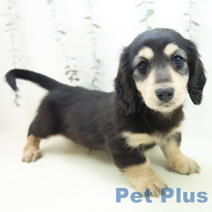 愛知県のミニチュアダックスフンド(ロング) (ペットプラス 千種店/2025年12月18日生まれ/男の子/ブラックイエロー)の子犬の2枚目の画像