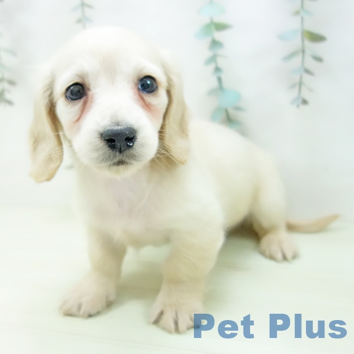 ミニチュア・ダックスフンド