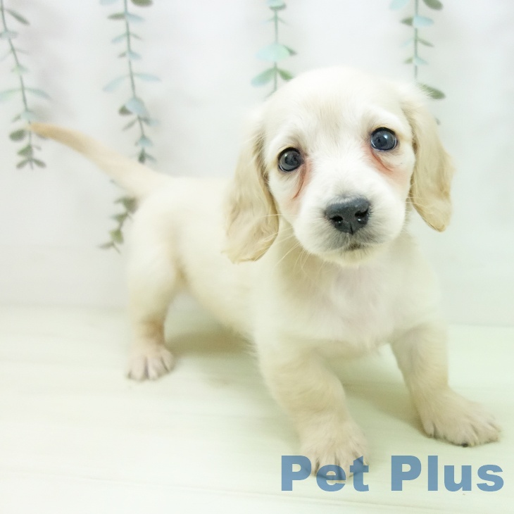 ミニチュア・ダックスフンド