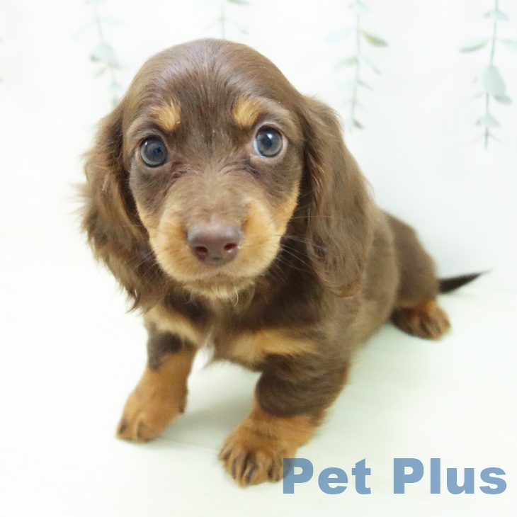 ミニチュア・ダックスフンド