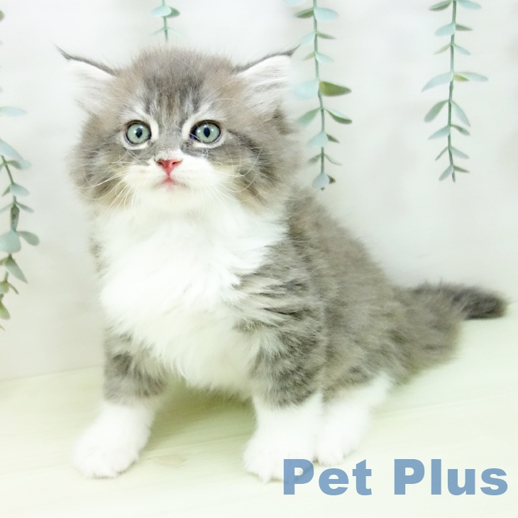 富山県のサイベリアン (ペットプラス 高岡店/2025年12月18日生まれ/男の子/ブルータビーホワイト)の子猫の1枚目の画像
