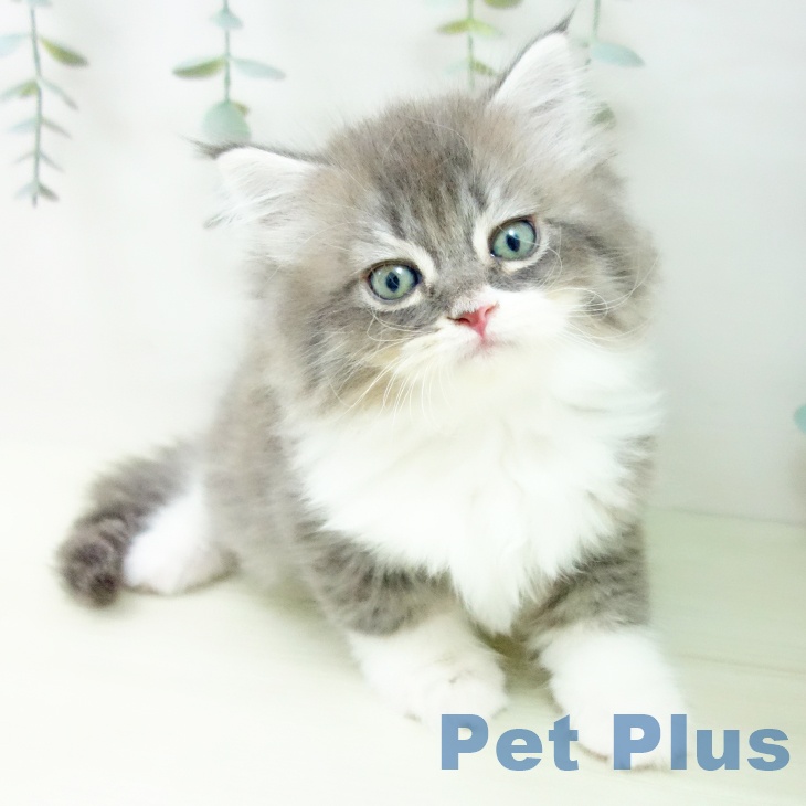 富山県のサイベリアン (ペットプラス 高岡店/2025年12月18日生まれ/男の子/ブルータビーホワイト)の子猫の2枚目の画像