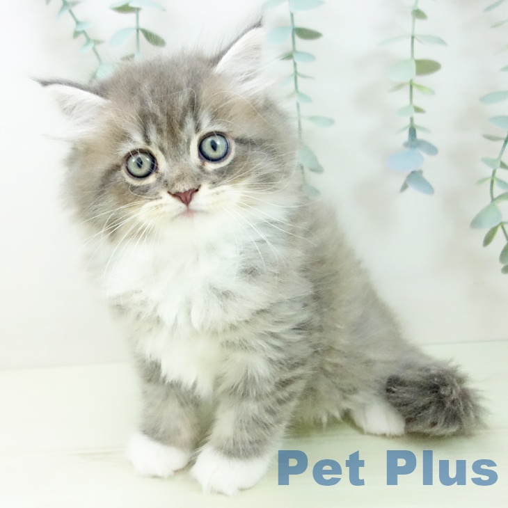 愛知県のサイベリアン (ペットプラス 豊橋牧野店/2025年12月18日生まれ/男の子/ブルータビーホワイト)の子猫の1枚目の画像