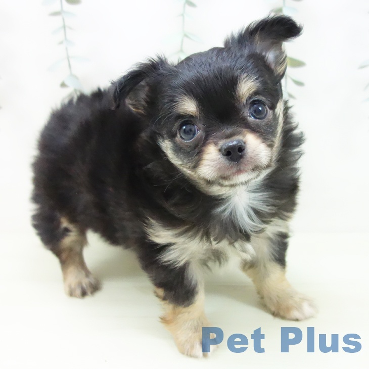 三重県のチワワ(ロング) (ペットプラス 鈴鹿店/2025年12月14日生まれ/男の子/ブラックタン)の子犬の1枚目の画像