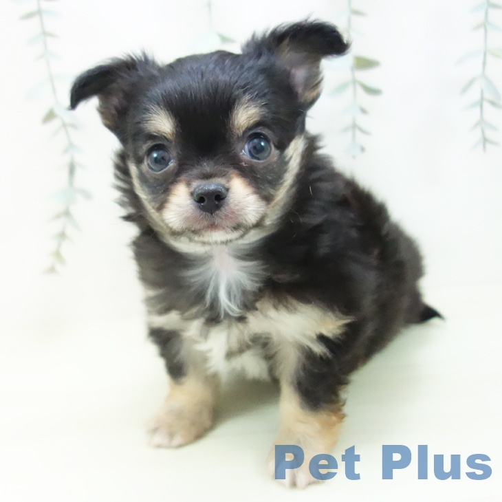 三重県のチワワ(ロング) (ペットプラス 鈴鹿店/2025年12月14日生まれ/男の子/ブラックタン)の子犬の2枚目の画像