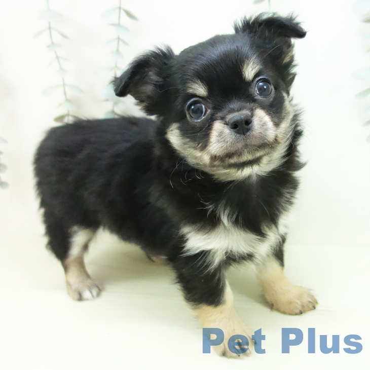 富山県のチワワ(ロング) (ペットプラス 高岡店/2025年12月14日生まれ/男の子/ブラックタン)の子犬の1枚目の画像