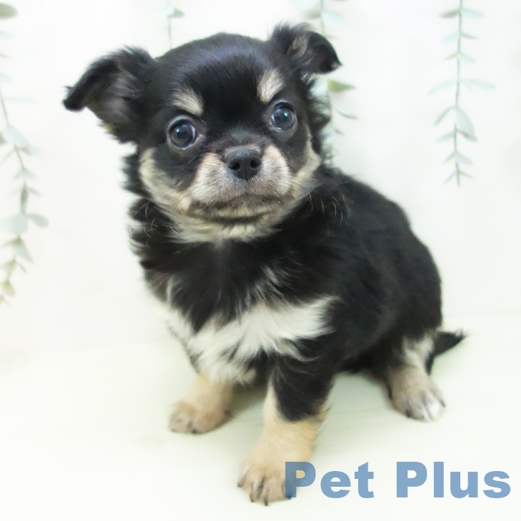 富山県のチワワ(ロング) (ペットプラス 高岡店/2025年12月14日生まれ/男の子/ブラックタン)の子犬の2枚目の画像