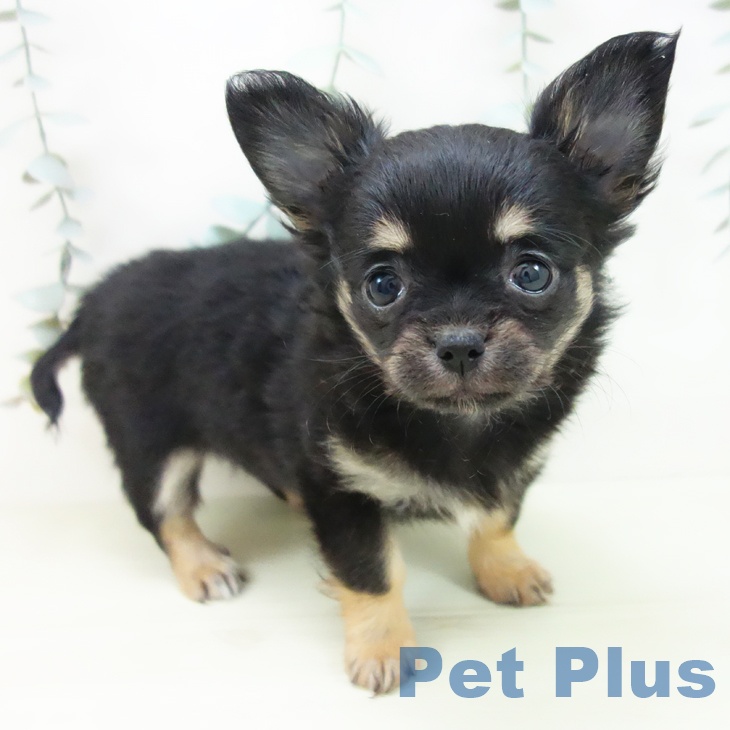 愛知県のチワワ(ロング) (ペットプラス イオンモール長久手店/2025年12月13日生まれ/女の子/ブラックタン)の子犬の1枚目の画像