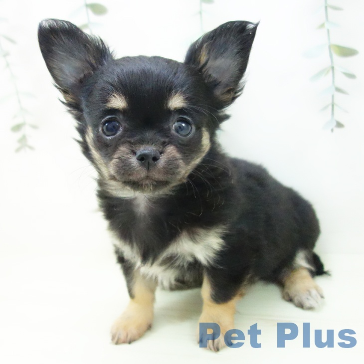 愛知県のチワワ(ロング) (ペットプラス イオンモール長久手店/2025年12月13日生まれ/女の子/ブラックタン)の子犬の2枚目の画像