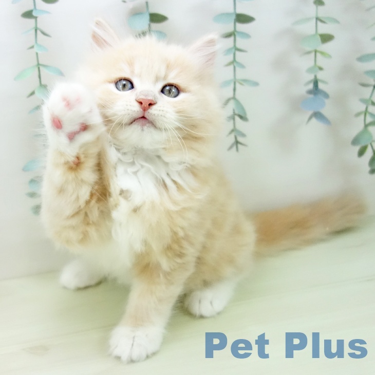 サイベリアンの写真2