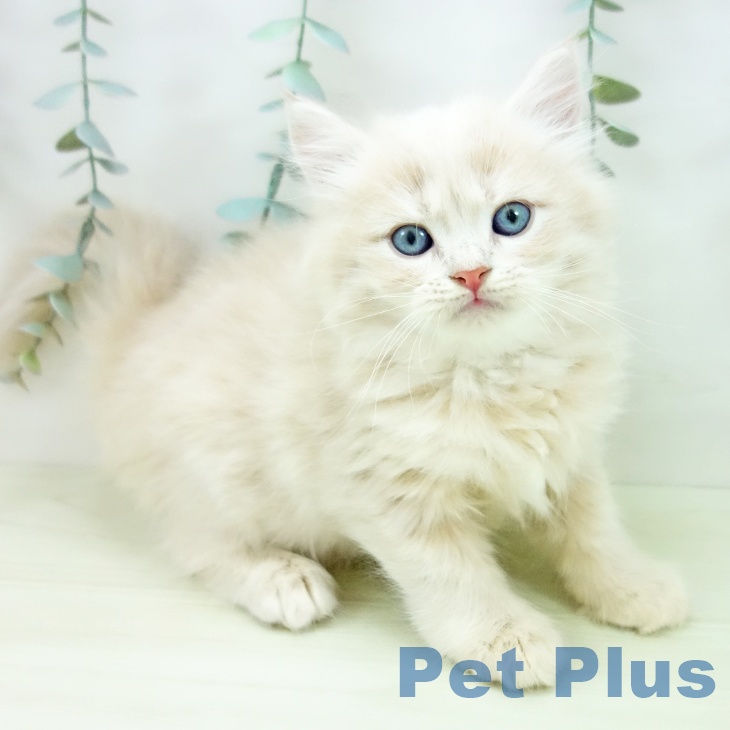 サイベリアンの写真2