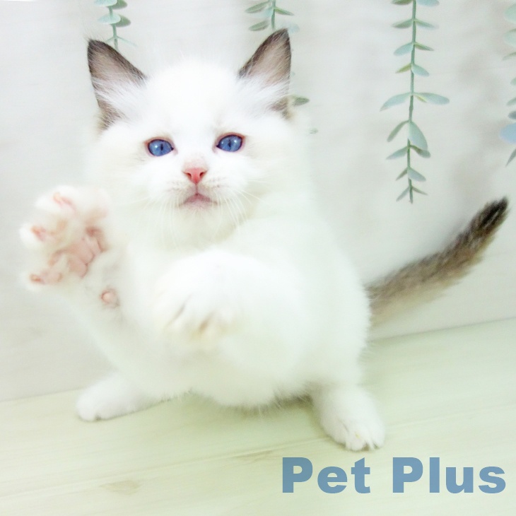 ラグドールの写真2