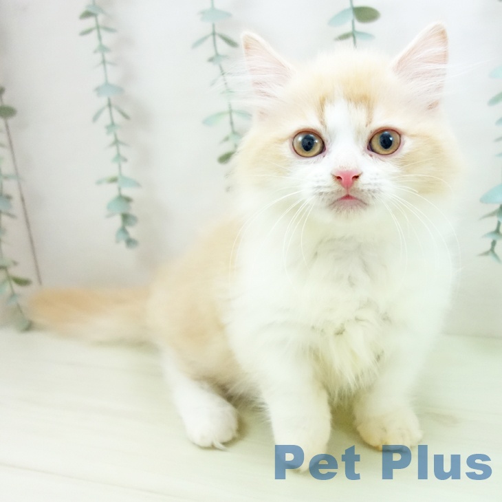 愛知県のミヌエット (ペットプラス 熱田店/2025年12月8日生まれ/男の子/クリームタビーホワイト)の子猫の1枚目の画像