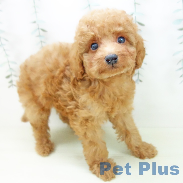 トイ・プードル