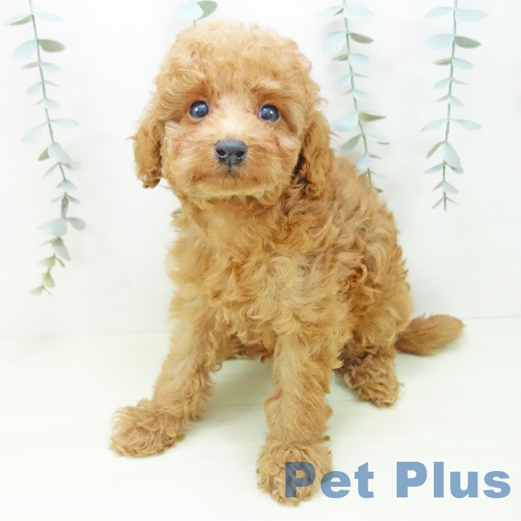 トイ・プードル