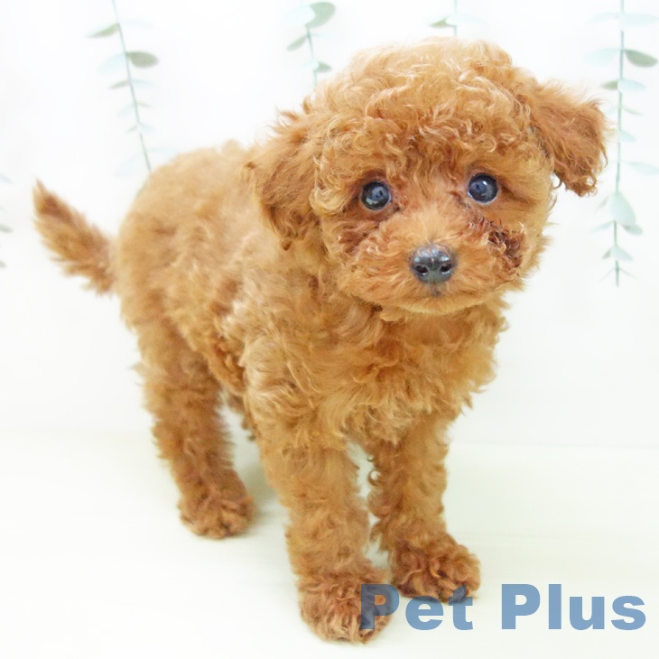 トイ・プードル