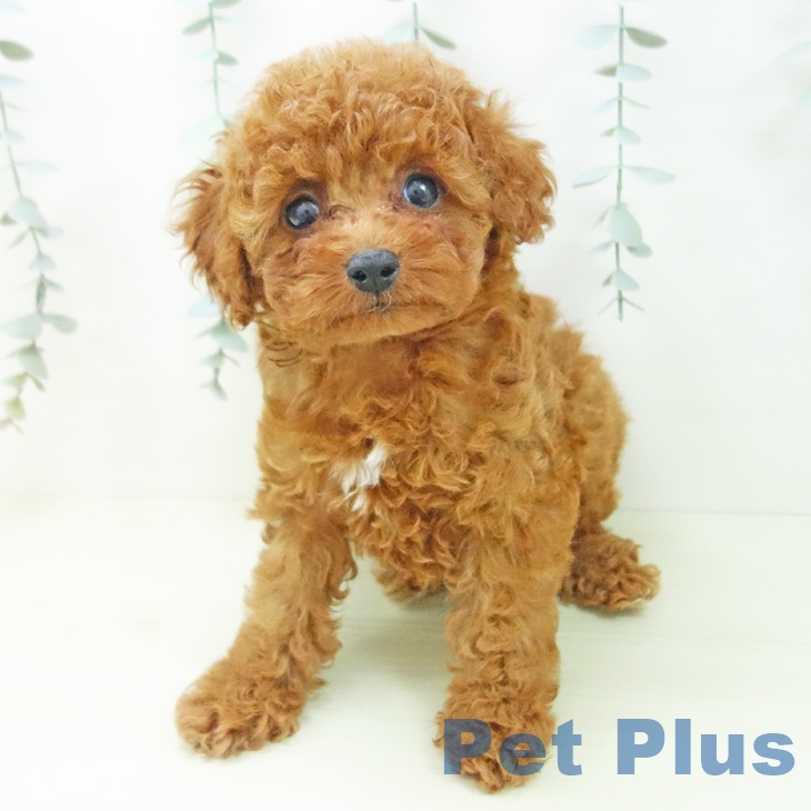 トイ・プードルの写真2