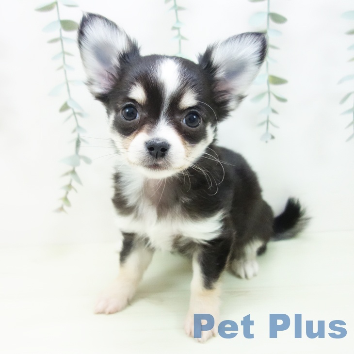 石川県のチワワ(ロング) (ペットプラス 白山店/2025年12月15日生まれ/女の子/ブラッククリームホワイト)の子犬の1枚目の画像