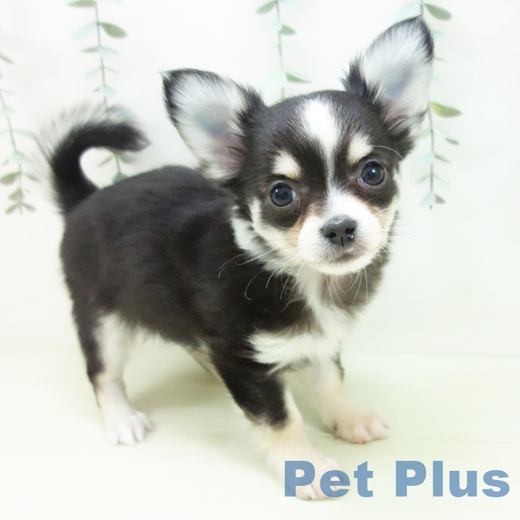 石川県のチワワ(ロング) (ペットプラス 白山店/2025年12月15日生まれ/女の子/ブラッククリームホワイト)の子犬の2枚目の画像