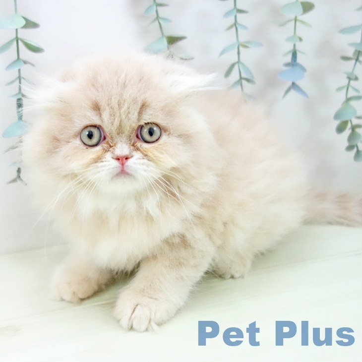 三重県のスコティッシュフォールド (ペットプラス 鈴鹿店/2025年12月18日生まれ/男の子/クリーム)の子猫の1枚目の画像