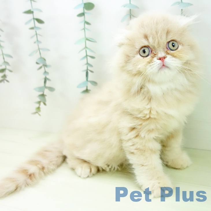 三重県のスコティッシュフォールド (ペットプラス 鈴鹿店/2025年12月18日生まれ/男の子/クリーム)の子猫の2枚目の画像