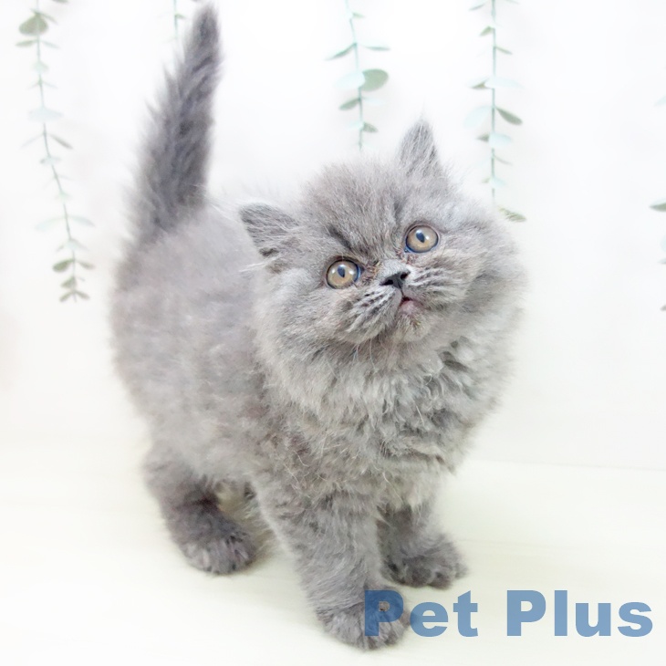 三重県のスコティッシュフォールド (ペットプラス 東員店/2025年12月18日生まれ/女の子/ブルー)の子猫の1枚目の画像