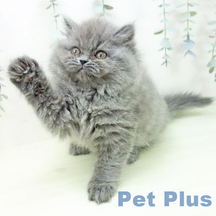三重県のスコティッシュフォールド (ペットプラス 東員店/2025年12月18日生まれ/女の子/ブルー)の子猫の2枚目の画像