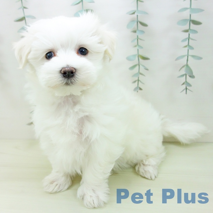 福井県のマルチーズ (ペットプラス 福井店/2025年12月17日生まれ/男の子/ホワイト)の子犬の1枚目の画像