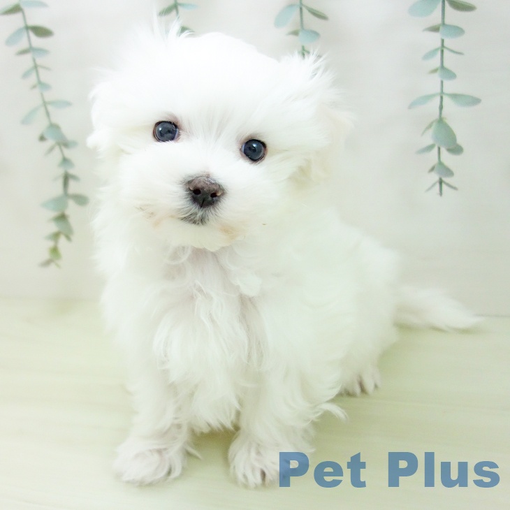 マルチーズの写真2