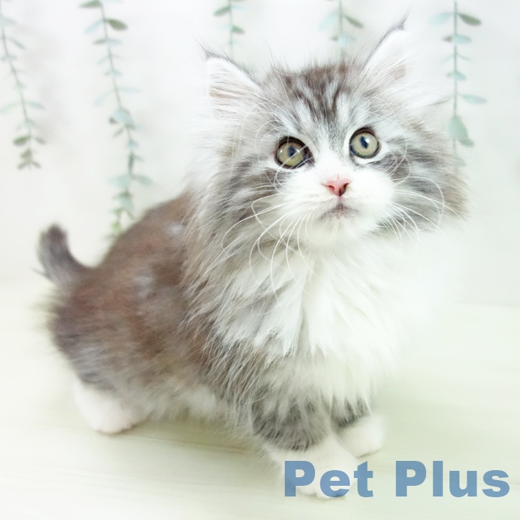 愛知県のノルウェージャンフォレストキャット (ペットプラス ナゴヤドーム前店/2025年12月10日生まれ/女の子/シルバーマッカレルタビーホワイト)の子猫の1枚目の画像