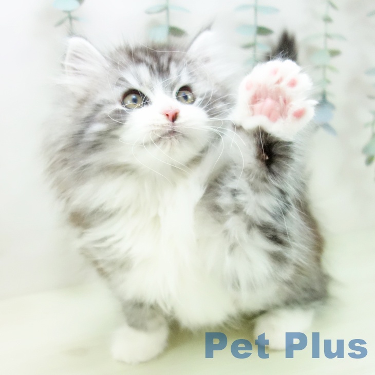 愛知県のノルウェージャンフォレストキャット (ペットプラス ナゴヤドーム前店/2025年12月10日生まれ/女の子/シルバーマッカレルタビーホワイト)の子猫の2枚目の画像