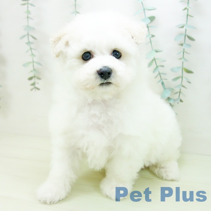 岐阜県のビションフリーゼ (ペットプラス 各務原店/2025年12月12日生まれ/男の子/ホワイト)の子犬の1枚目の画像