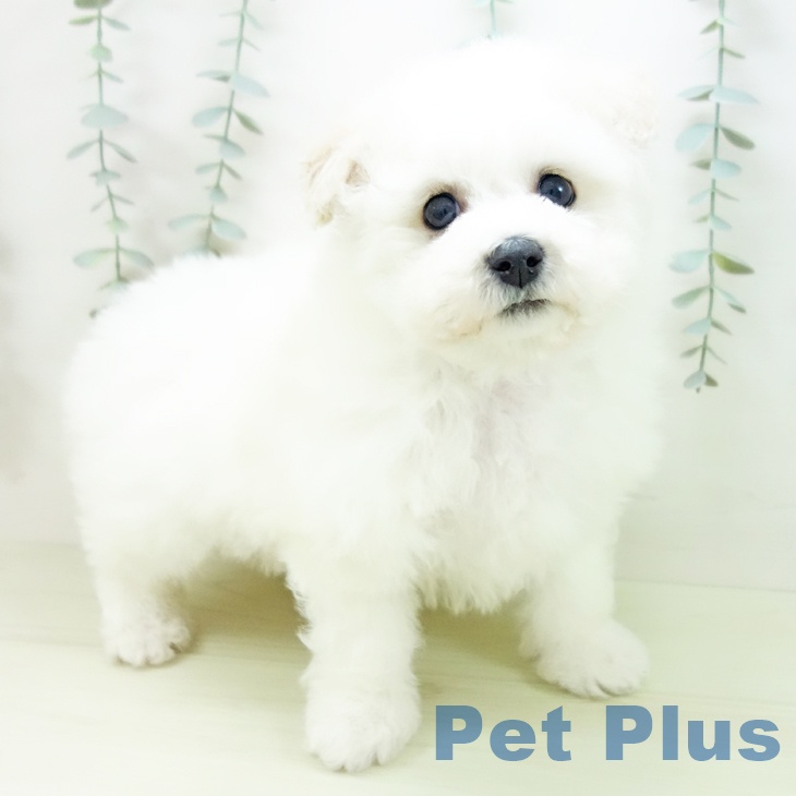 岐阜県のビションフリーゼ (ペットプラス 各務原店/2025年12月12日生まれ/男の子/ホワイト)の子犬の2枚目の画像