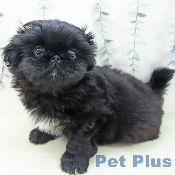 ペキニーズの写真2