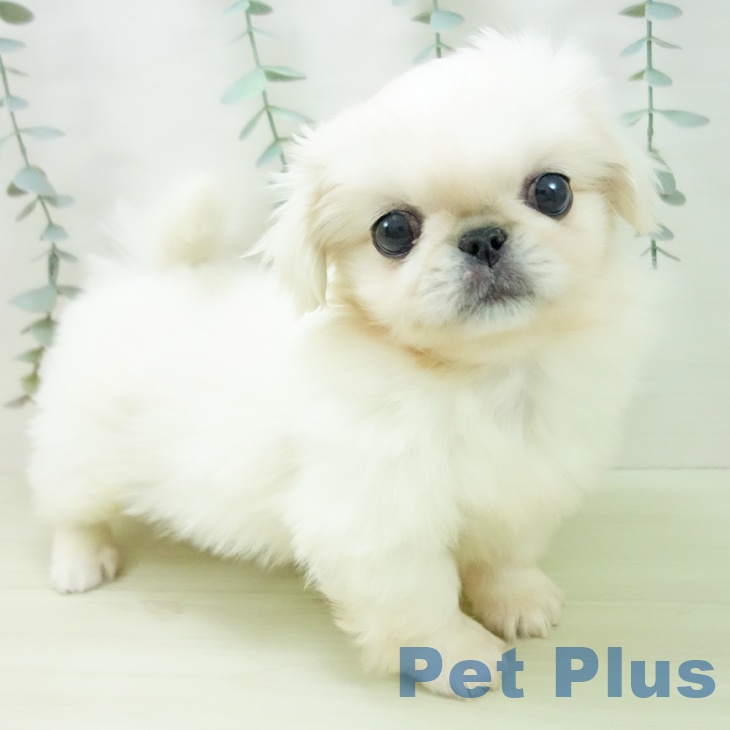 ペキニーズの写真2