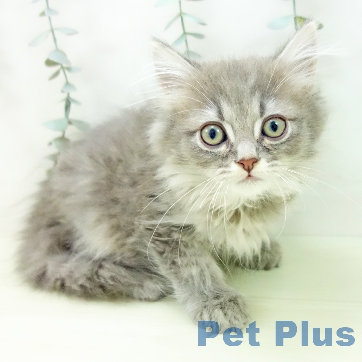 長崎県のマンチカン (ペットプラス 長崎店/2025年12月2日生まれ/男の子/ブルータビー)の子猫の2枚目の画像