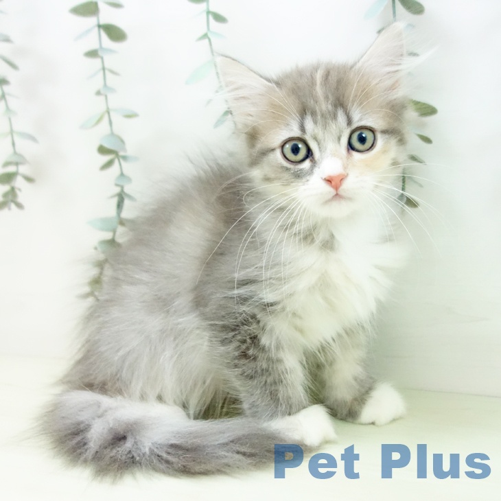 愛知県のマンチカン (ペットプラス mozoワンダーシティ店/2025年12月2日生まれ/女の子/ブルーパッチドタビーホワイト)の子猫の1枚目の画像