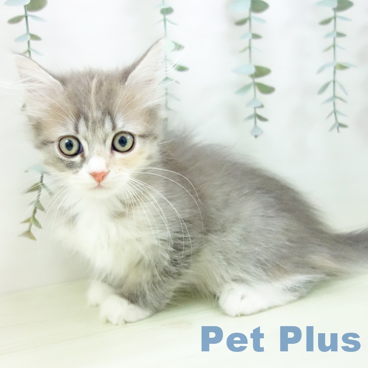 愛知県のマンチカン (ペットプラス mozoワンダーシティ店/2025年12月2日生まれ/女の子/ブルーパッチドタビーホワイト)の子猫の2枚目の画像