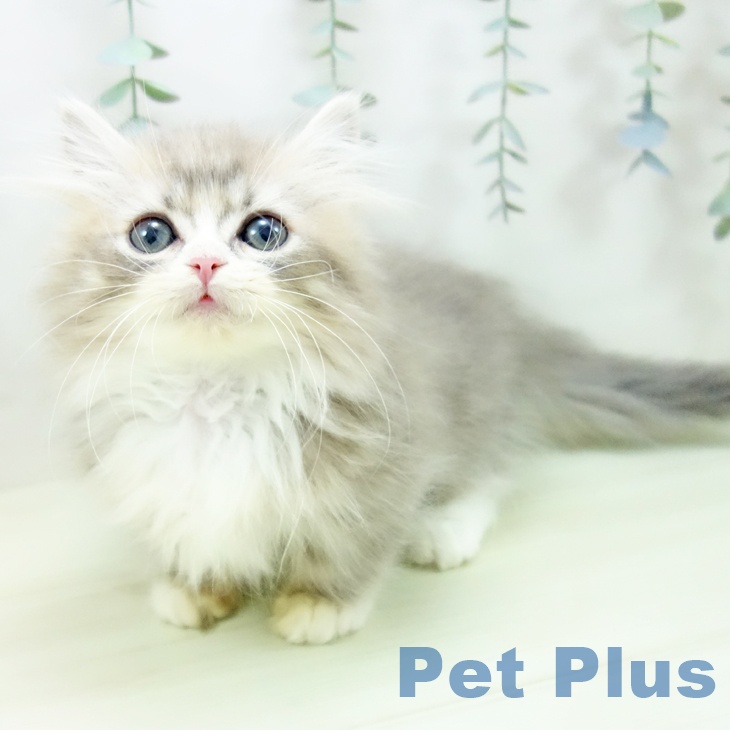 福岡県のミヌエット (ペットプラス 八幡東店/2025年11月30日生まれ/男の子/ブルータビーホワイト)の子猫の1枚目の画像