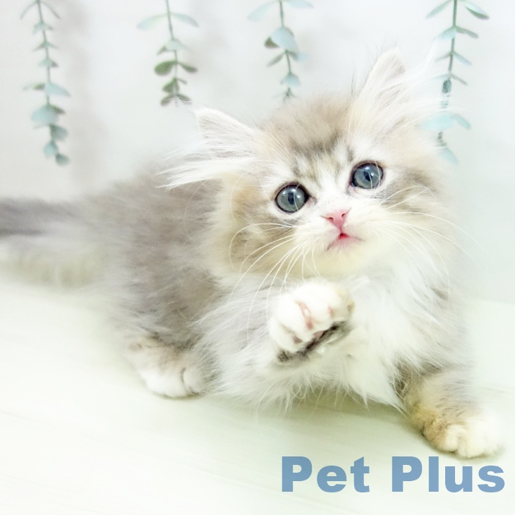 福岡県のミヌエット (ペットプラス 八幡東店/2025年11月30日生まれ/男の子/ブルータビーホワイト)の子猫の2枚目の画像